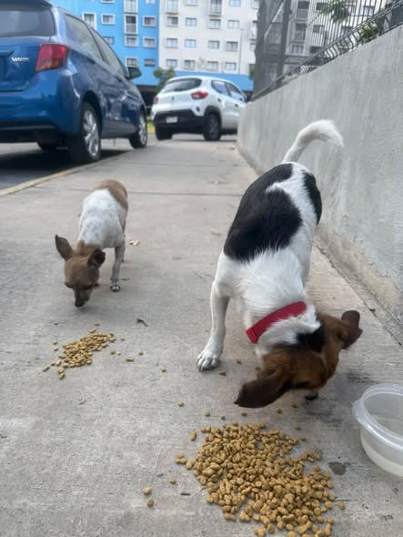 Dog sighting