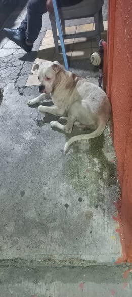 Dog sighting photo