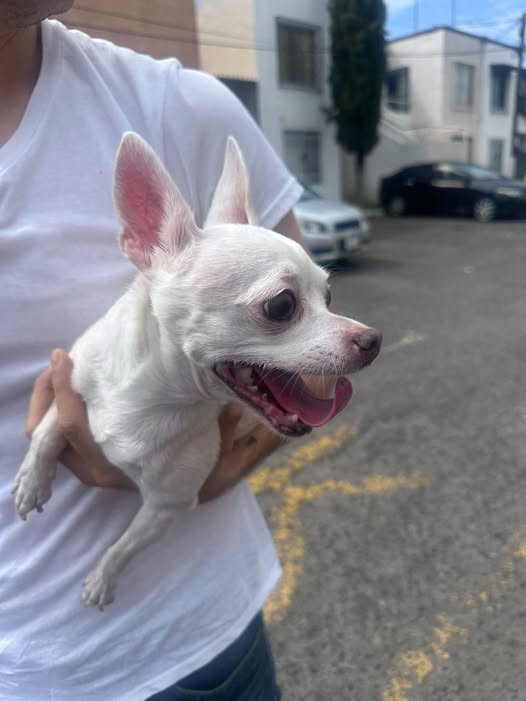 Dog sighting photo