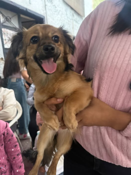 Foto del avistamiento de perro