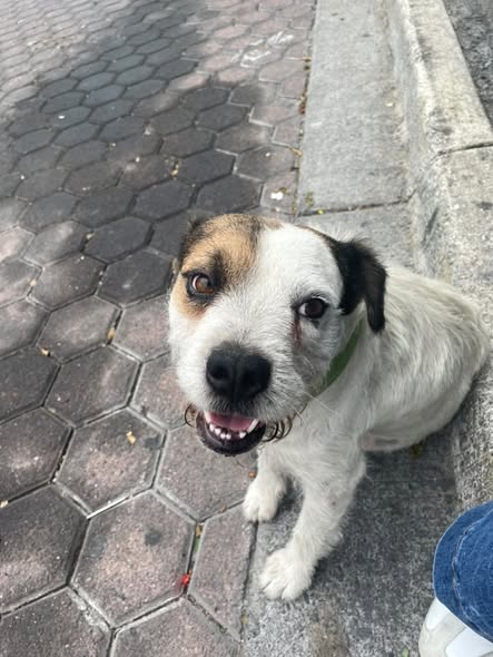 Foto del avistamiento de perro