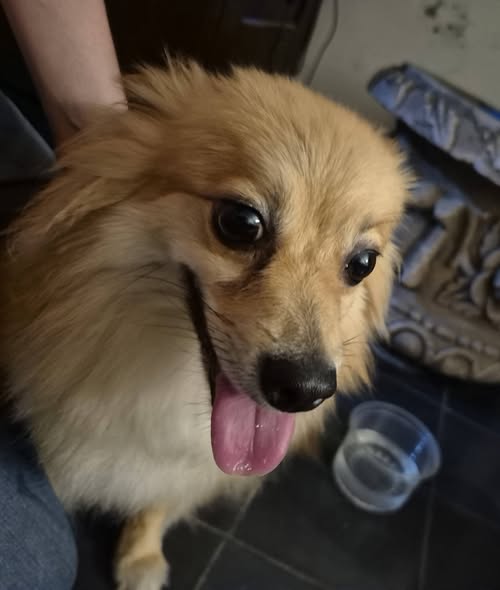 Foto del avistamiento de perro