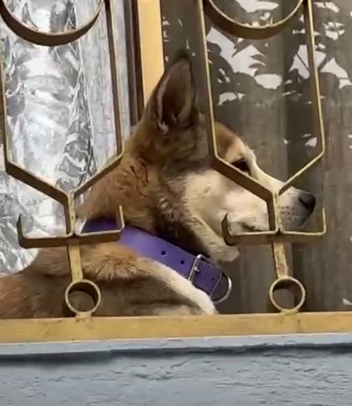 Dog sighting photo