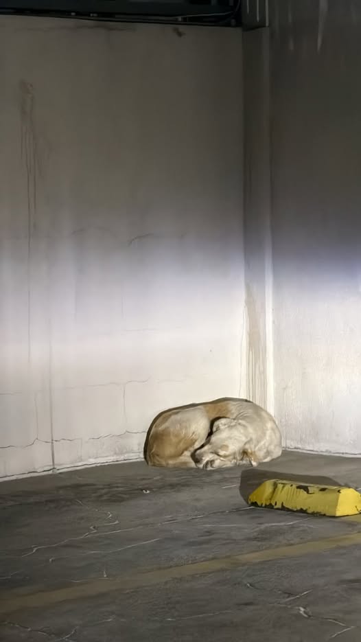 Foto del avistamiento de perro