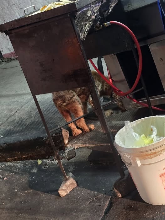 Dog sighting photo