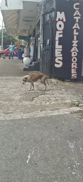 Foto del avistamiento de perro