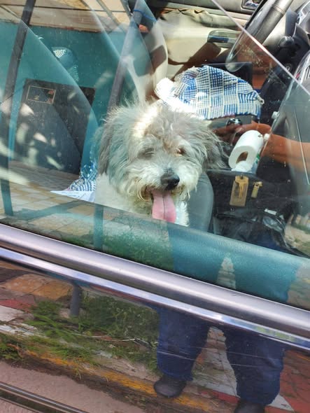 Foto del avistamiento de perro