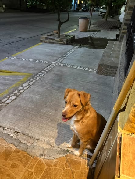 Dog sighting photo