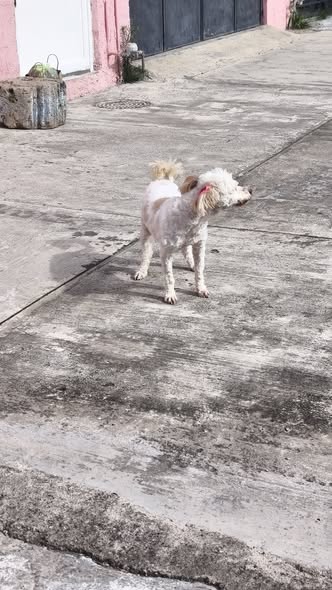Foto del avistamiento de perro