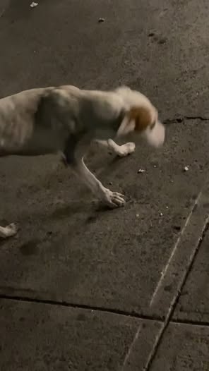 Foto del avistamiento de perro