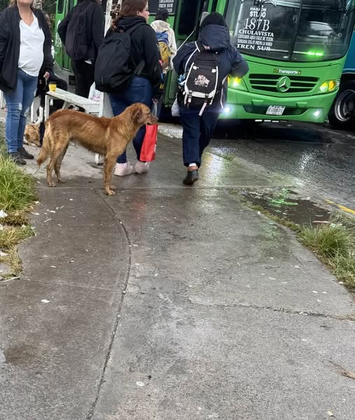 Foto del avistamiento de perro
