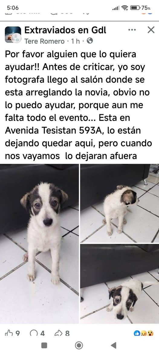 Foto del avistamiento de perro