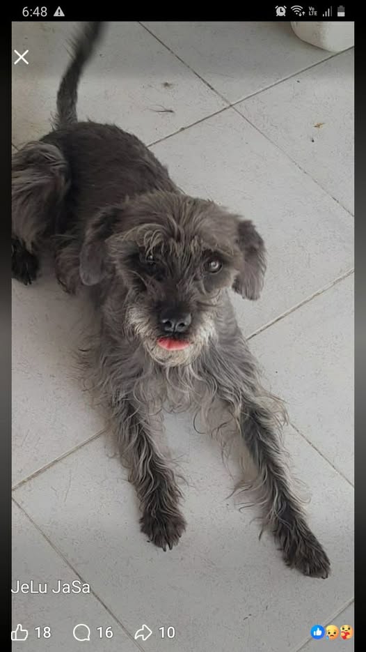 Dog sighting photo