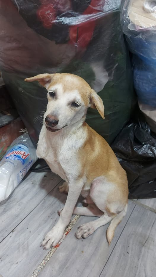 Foto del avistamiento de perro