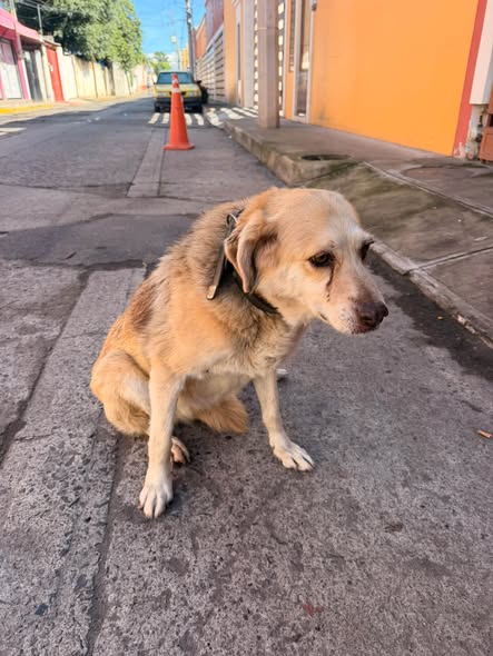 Foto del avistamiento de perro
