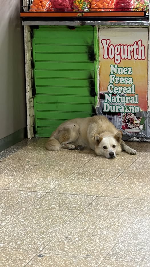 Dog sighting photo