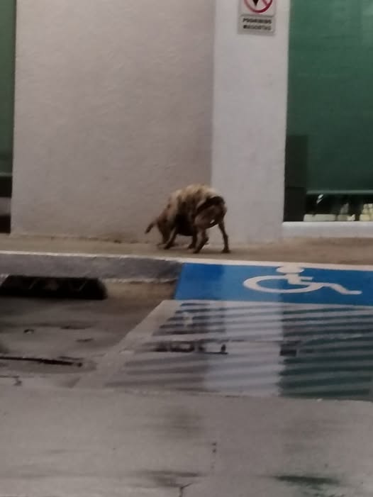 Foto del avistamiento de perro