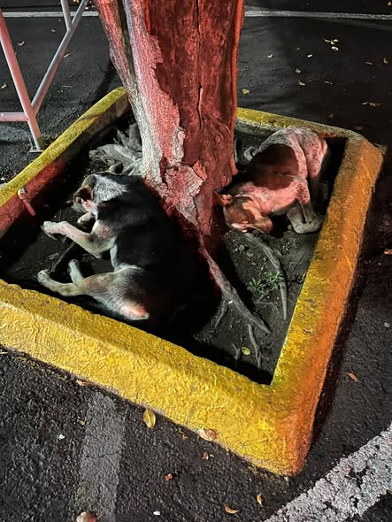 Foto del avistamiento de perro