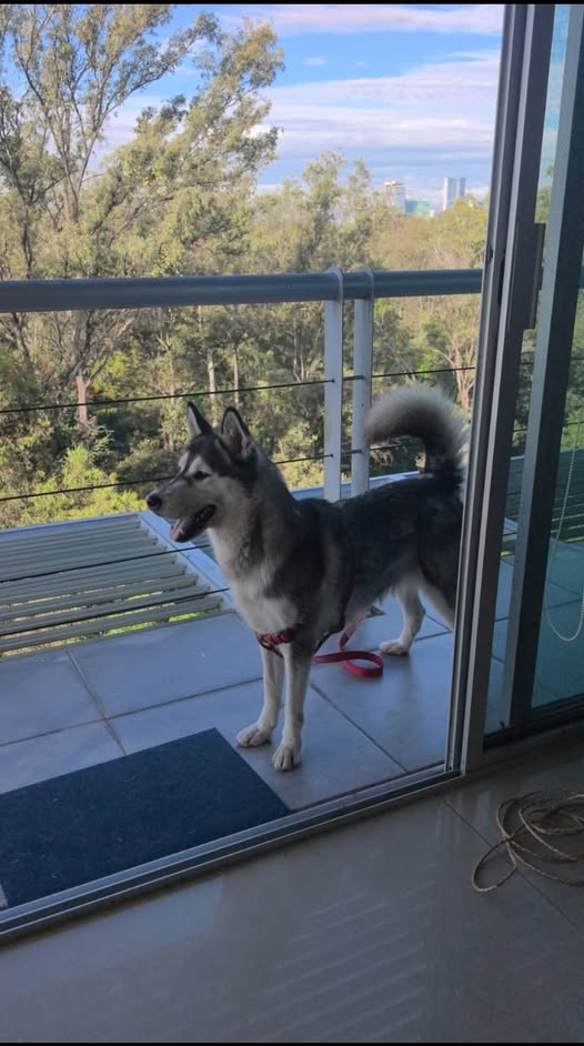 Dog sighting photo