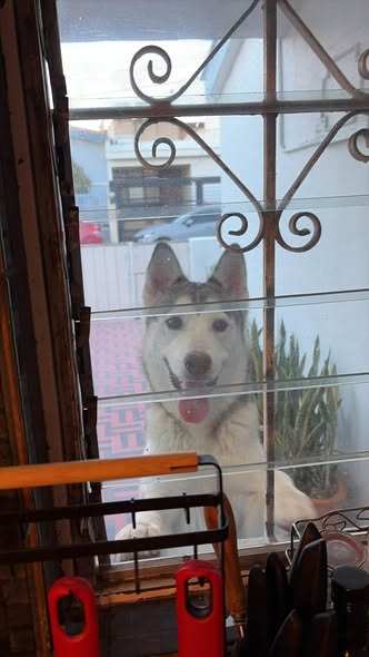 Foto del avistamiento de perro