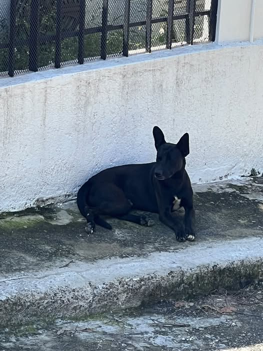 Dog sighting photo