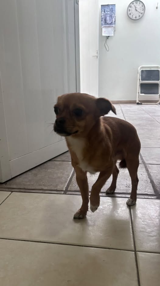 Foto del avistamiento de perro