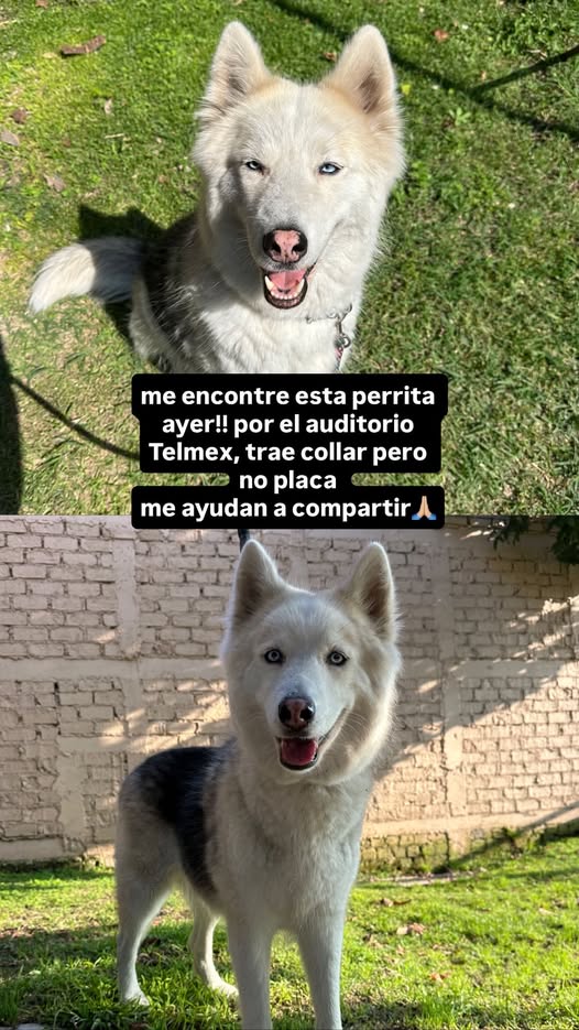 Dog sighting photo