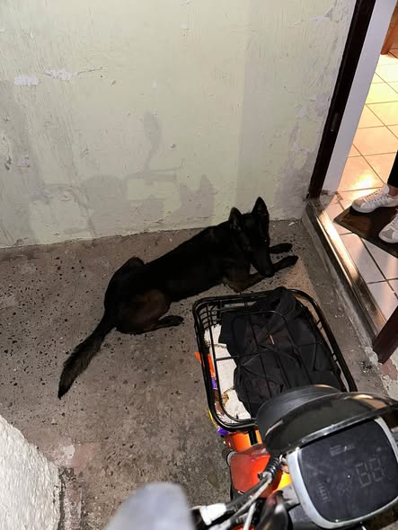 Foto del avistamiento de perro