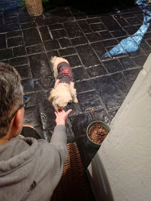 Foto del avistamiento de perro