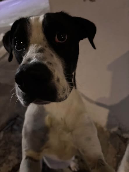 Foto del avistamiento de perro