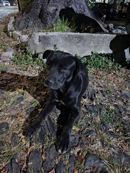 Dog sighting photo
