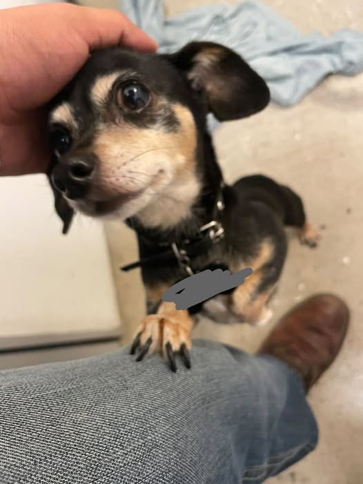 Dog sighting photo