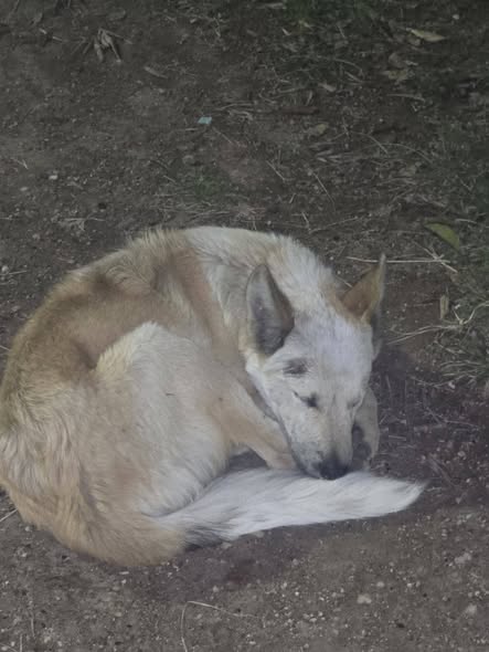 Dog sighting photo