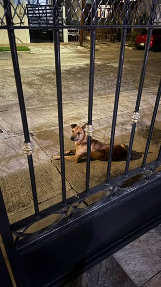 Dog sighting photo