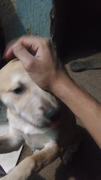 Dog sighting photo