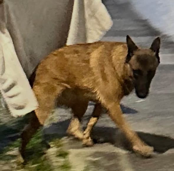 Foto del avistamiento de perro