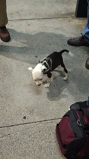 Foto del avistamiento de perro