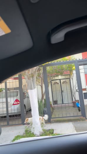 Dog sighting photo