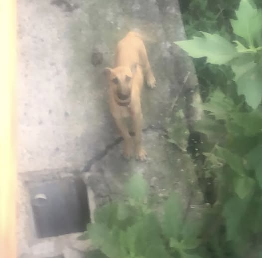 Foto del avistamiento de perro
