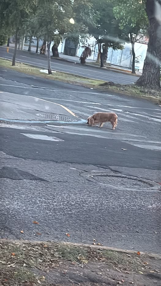 Dog sighting photo