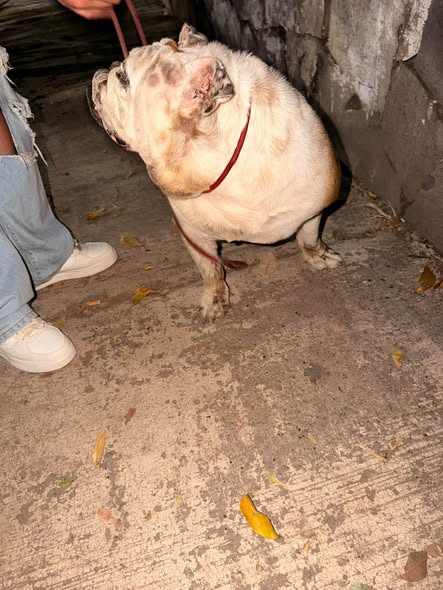 Foto del avistamiento de perro