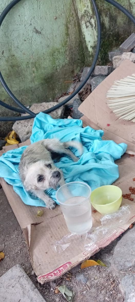 Foto del avistamiento de perro