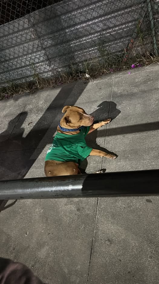 Foto del avistamiento de perro