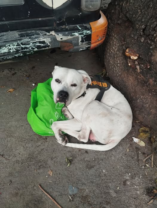 Dog sighting photo
