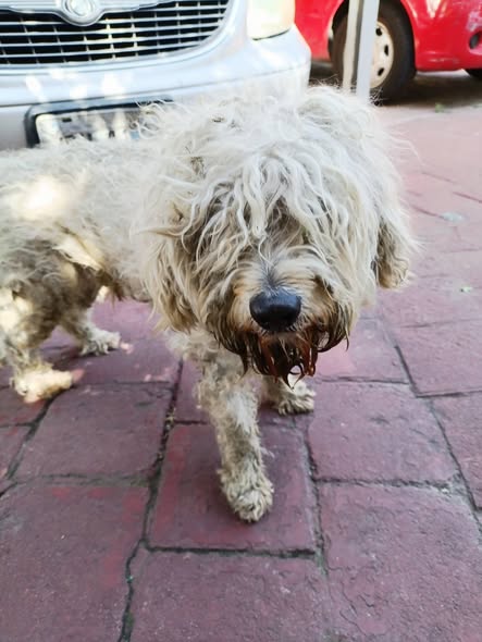 Dog sighting photo