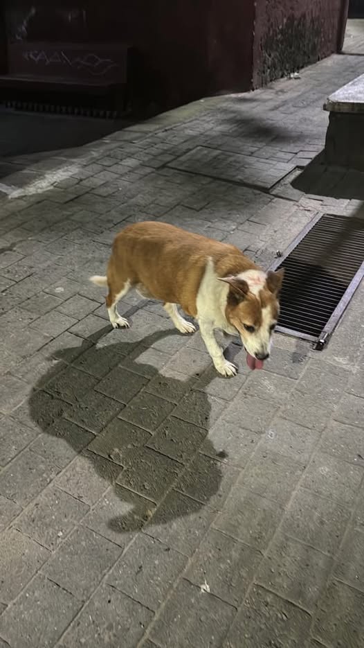 Foto del avistamiento de perro