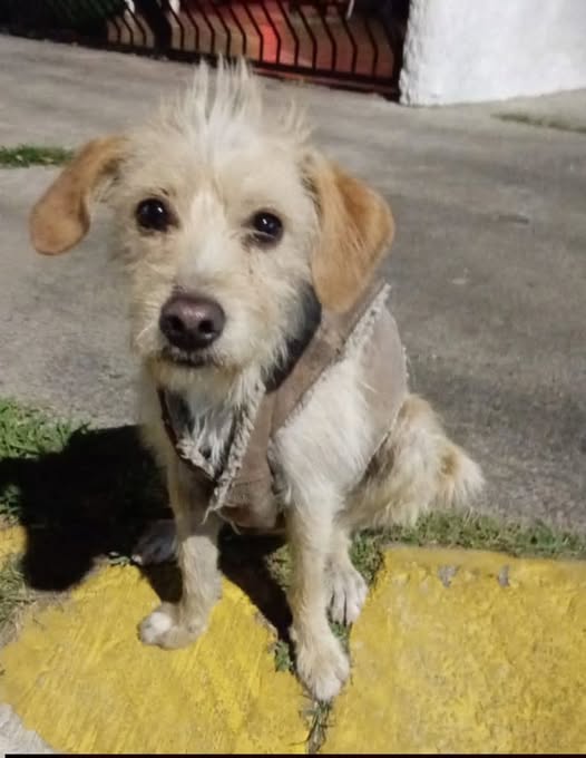 Dog sighting photo