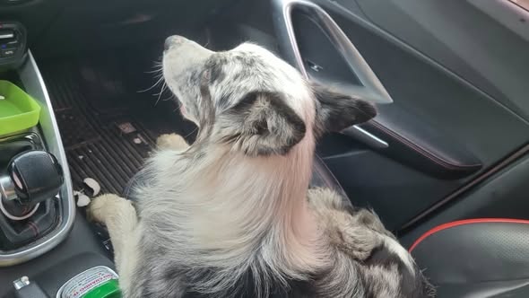 Dog sighting photo