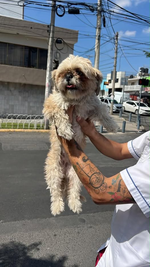Dog sighting photo