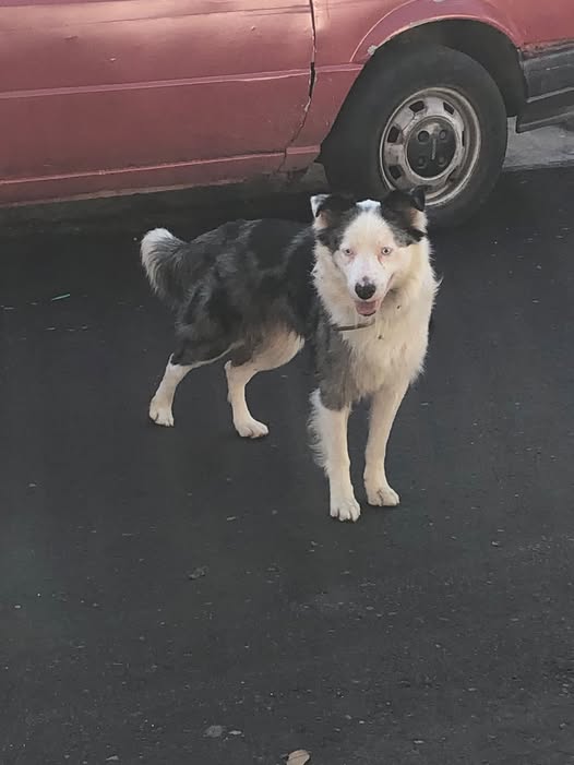 Foto del avistamiento de perro